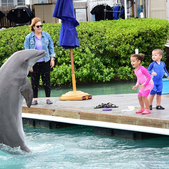 florida-keys-dockside-dolphin-experience