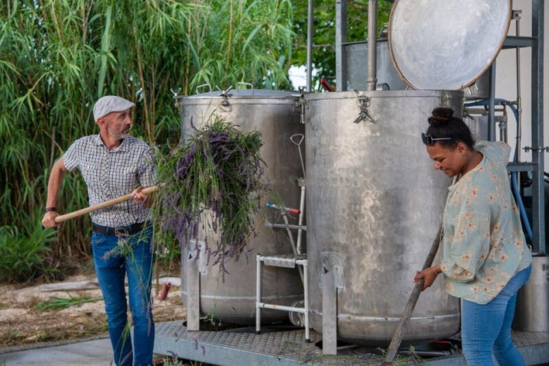 flowers-picking-and-essential-oil-distillation-workshop