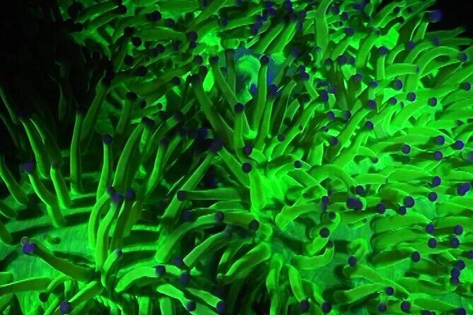 Fluorescent diving with ultraviolet dive lights - An Introduction to Koh Phangan’s Fluorescent Reef Experience
