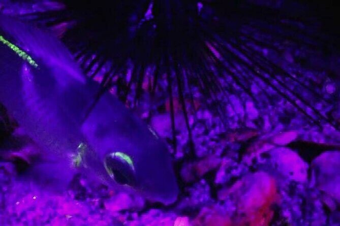 Fluorescent diving with ultraviolet dive lights - Analyzing the Value