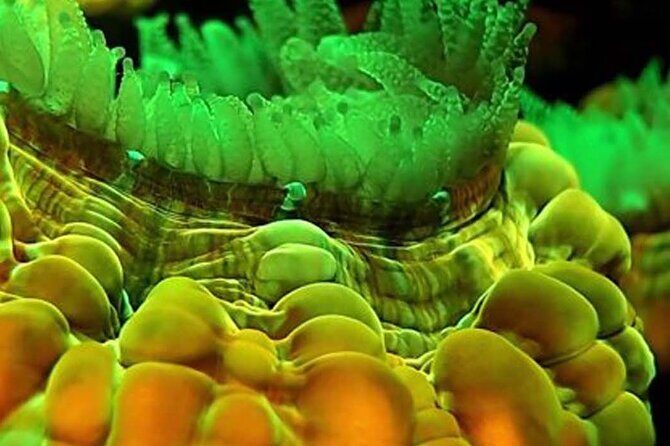 Fluorescent diving with ultraviolet dive lights - Who Should Book This Tour?