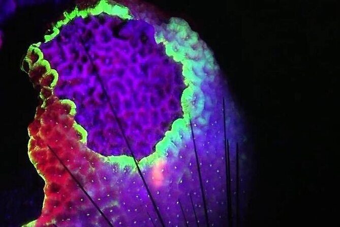 Fluorescent diving with ultraviolet dive lights - FAQ