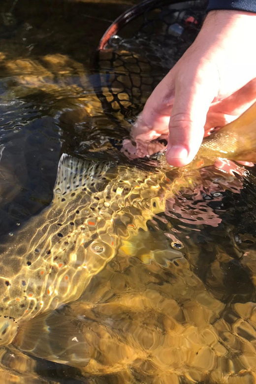 fly-fish-utah-blue-ribbon-trout-waters