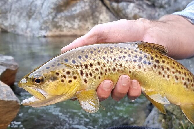 Fly Fishing in Cape Town for Five Hours - An In-Depth Look at the Fly Fishing Tour