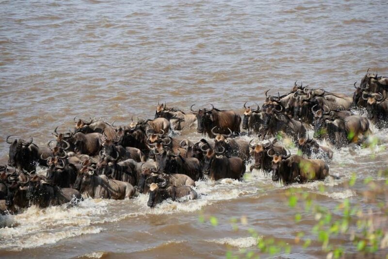 Fly from Nairobi to Maasai Mara:Full-Day Game Drive & Return - Key Points