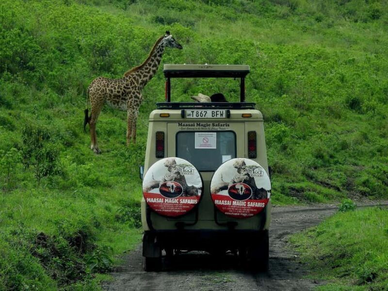 Fly from Nairobi to Maasai Mara:Full-Day Game Drive & Return - Guided Game Drive: Close Encounters with Wildlife