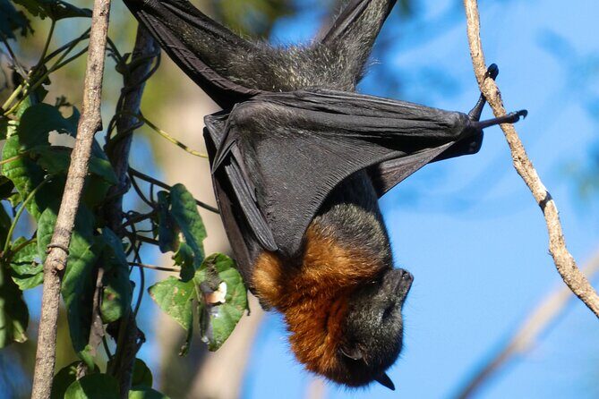 Flying Fox Experience, Thousands of Australia's Largest Bat - What to Expect from the Flying Fox Experience in Sydney
