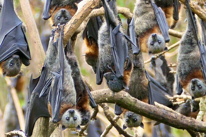 Flying Fox Experience, Thousands of Australia's Largest Bat - Authentic Experiences and Authenticity