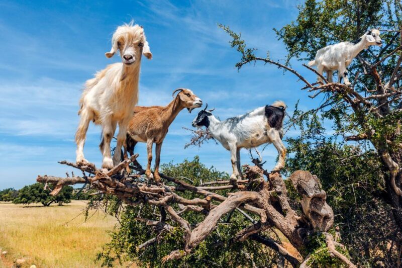 Flying Goats and Agadir Oufella View Experience - Key Points