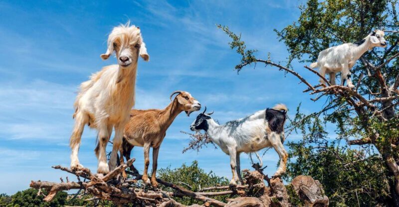 Flying Goats and Agadir Oufella View Experience - Exploring the Agadir Kasbah