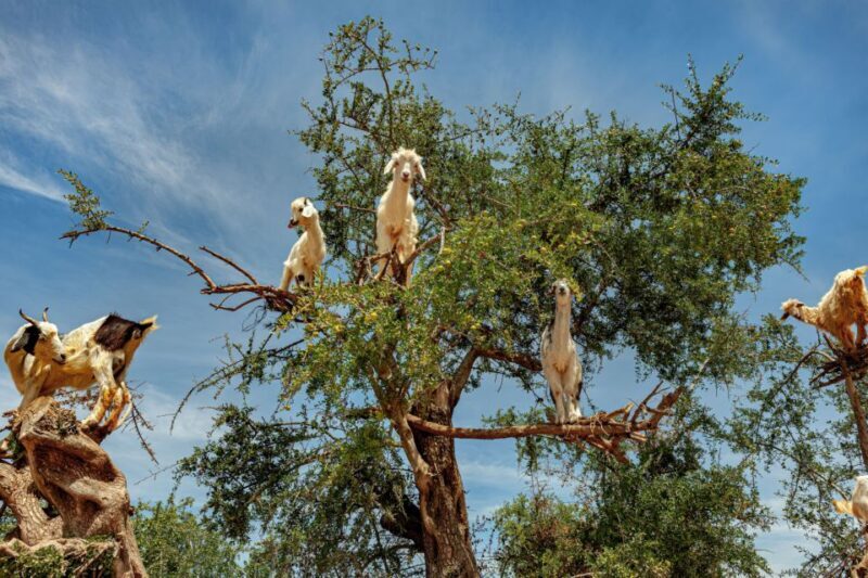 Flying Goats and Agadir Oufella View Experience - What to Expect: A Day in the Tour