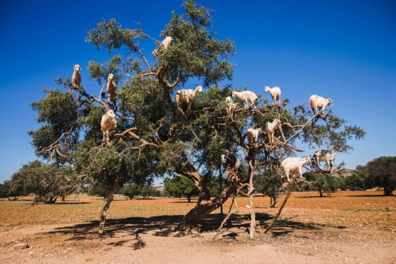 Flying Goats and Agadir Oufella View Experience - Transport, Price, and Value