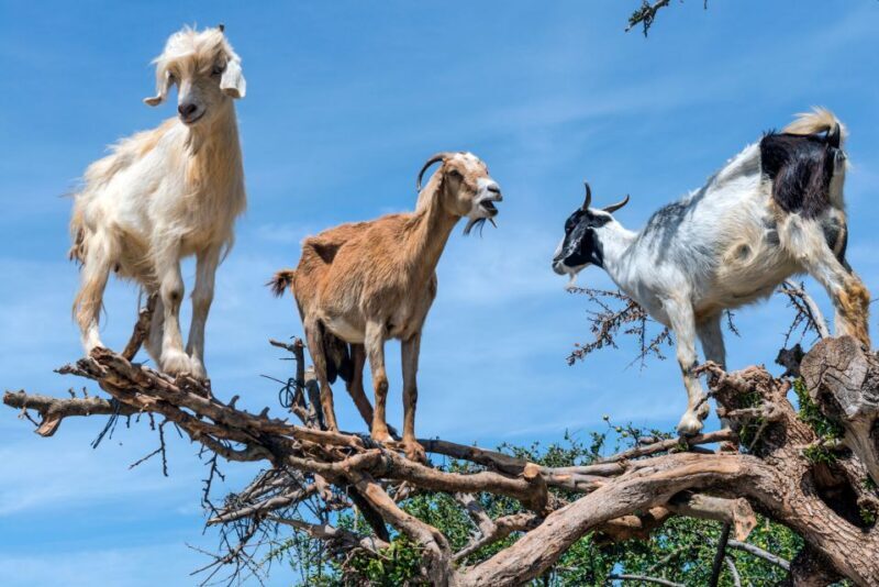 Flying Goats and Agadir Oufella View Experience - Who Is This Tour Best For?