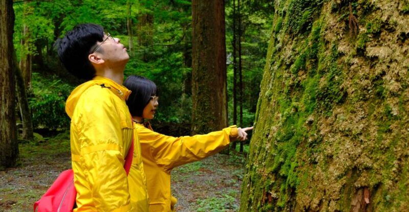fm-odawara-forest-bathing-and-onsen-with-healing-power