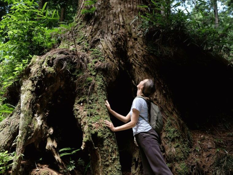 fm-odawara-forest-bathing-and-onsen-with-healing-power