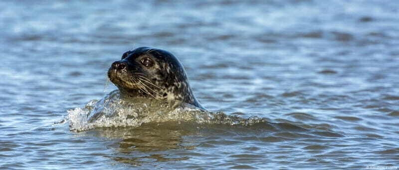 Föhr: Boat trip to the seals - What You’ll Love & What to Consider  