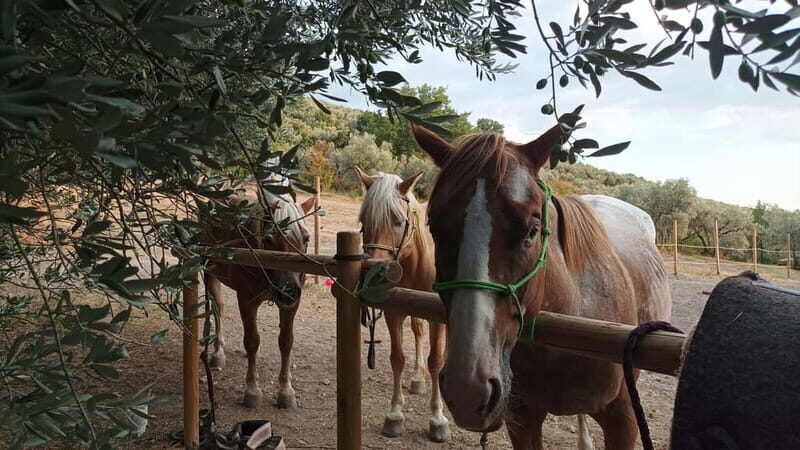 Foligno: horseback riding with aperitif - Exploring the Umbrian Countryside on Horseback