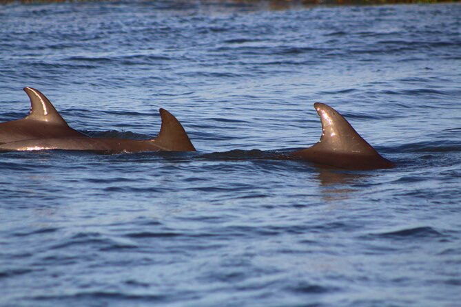 folly-beach-dolphin-viewing-boat-excursion-and-estuary-tour