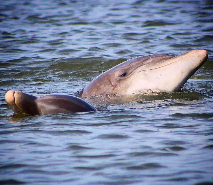 folly-beach-dolphin-viewing-boat-excursion