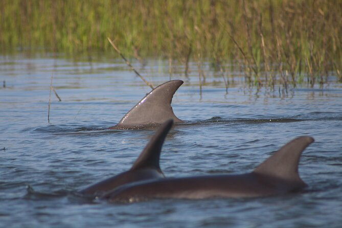 folly-beach-eco-boat-excursion-and-morris-island-drop-off