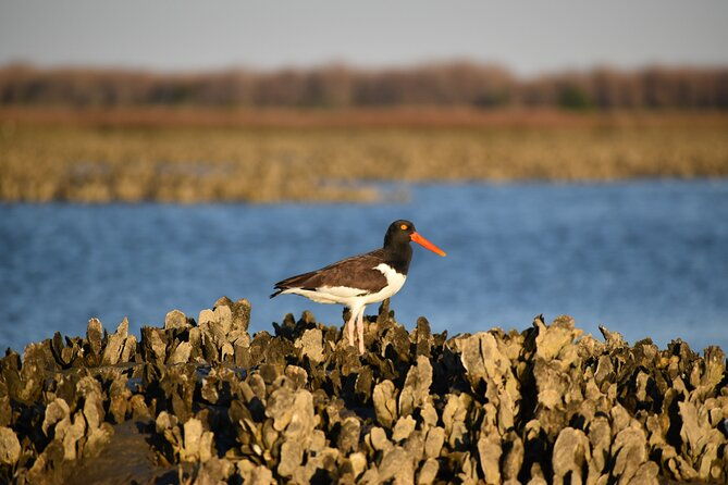 folly-beach-eco-boat-excursion-and-morris-island-drop-off