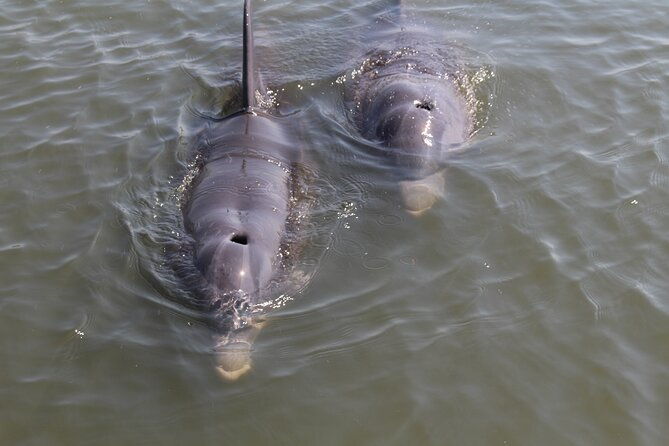 folly-beach-eco-boat-excursion-and-morris-island-drop-off