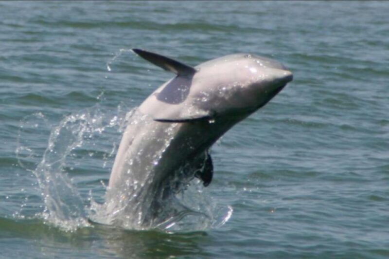 folly-beach-sunset-dolphin-boat-tour-to-morris-island
