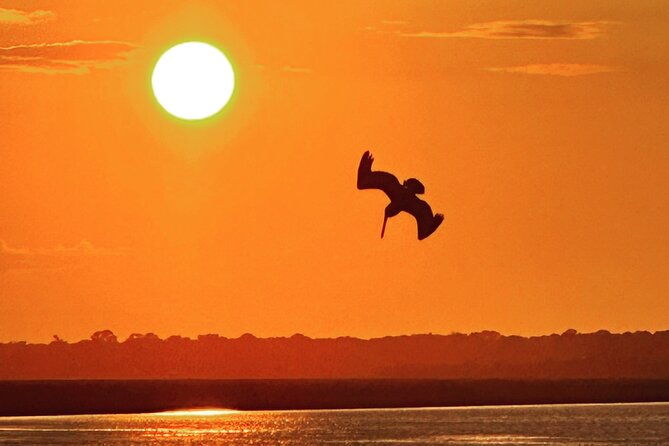 folly-river-morris-island-dolphin-and-exploration-adventure-2