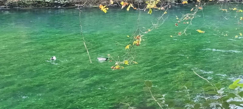 Fontaine De Vaucluse and Isle Sur La Sorgue by electric bike - FAQ