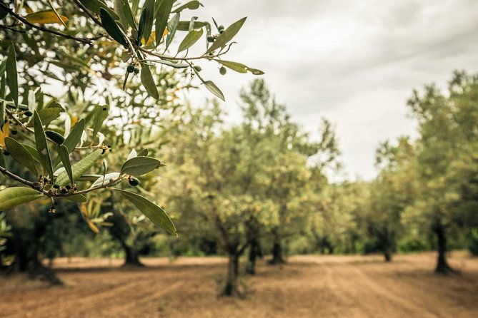 food-and-wine-tour-of-san-vito-chietino