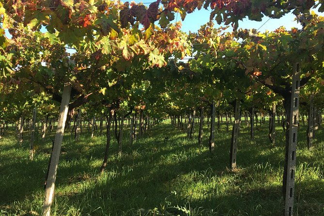 food-and-wine-tour-of-san-vito-chietino