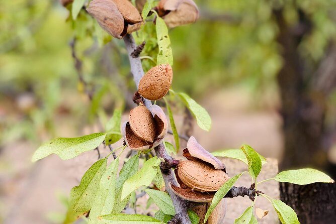 Food Experience at our Farm in Noto Hills - Introduction