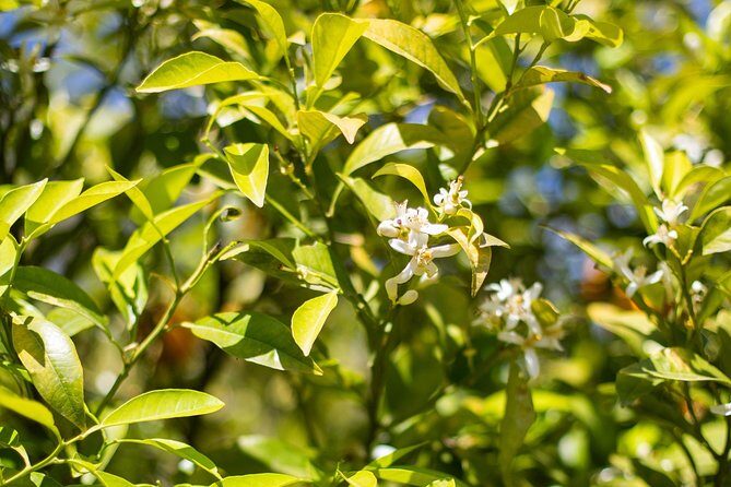 Food Experience at our Farm in Noto Hills - Key Points