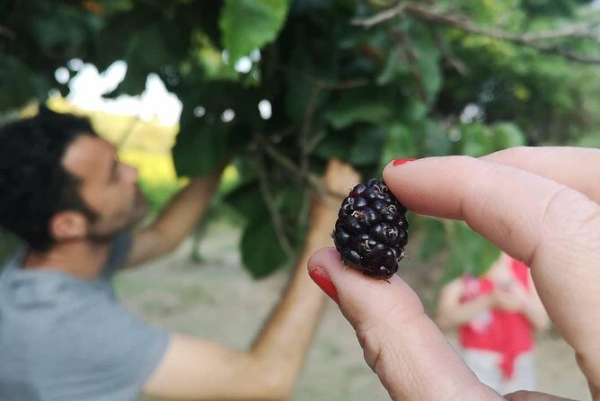 Food Experience at our Farm in Noto Hills - The Sum Up