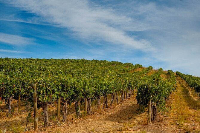 Food & Wine Tour: 11- Course Lunch, Cooking Class, Wine Tasting - The 11-Course Lunch: A Feast of Flavors
