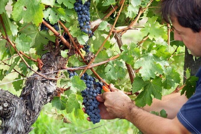 Food & Wine Tour: 11- Course Lunch, Cooking Class, Wine Tasting - Transportation and Group Size