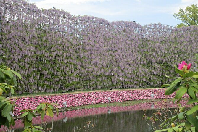 for-a-limited-time-wisteria-festival-ashikaga-2-12-guests