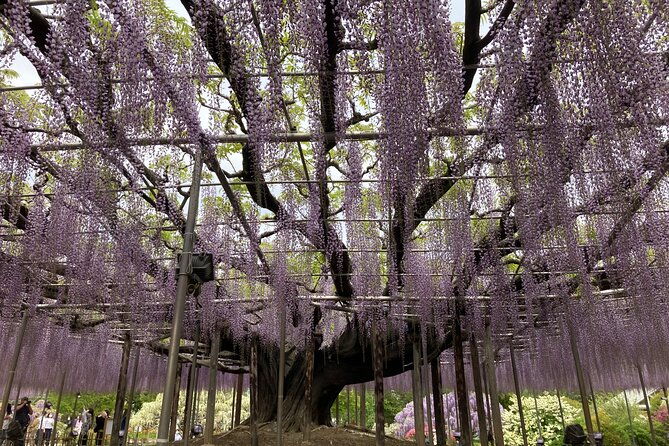 for-a-limited-time-wisteria-festival-ashikaga-2-12-guests