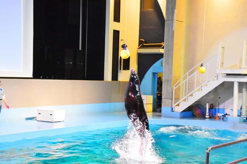 (For overseas) Tokyo: Yomiuriland After Pass Light Night - Practical Details and Tips for Visiting