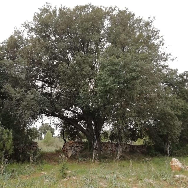forest-bathing-forest-bath