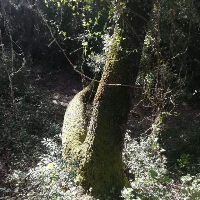 forest-bathing-forest-bath