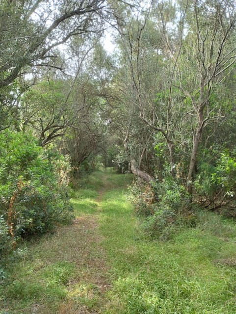 forest-bathing-forest-bath