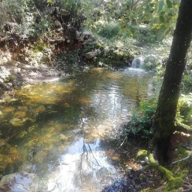 forest-bathing-forest-bath