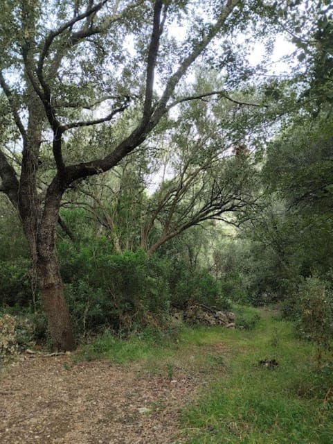 forest-bathing-forest-bath