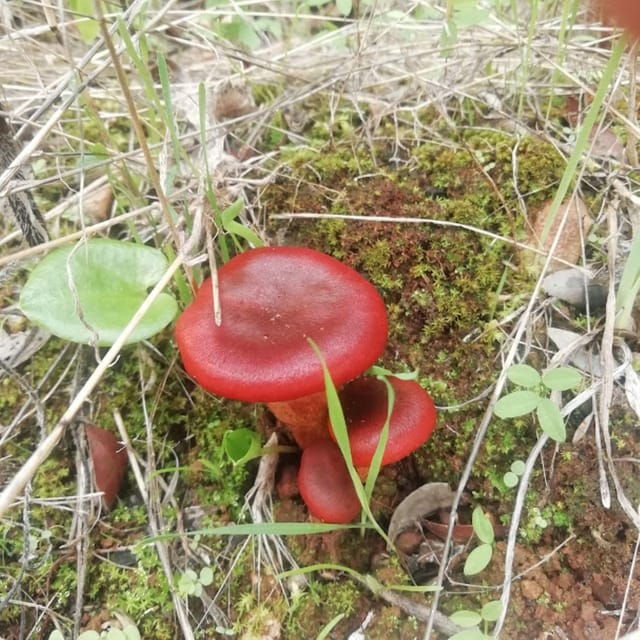 forest-bathing-forest-bath
