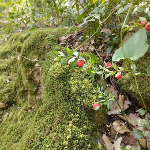 forest-bathing-forest-bath