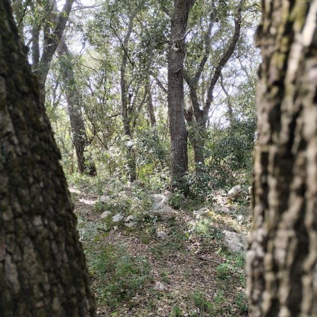forest-bathing-forest-bath