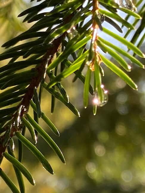Forest Bathing in Stockholm nature with certified guide - What to Expect in Terms of Practicalities