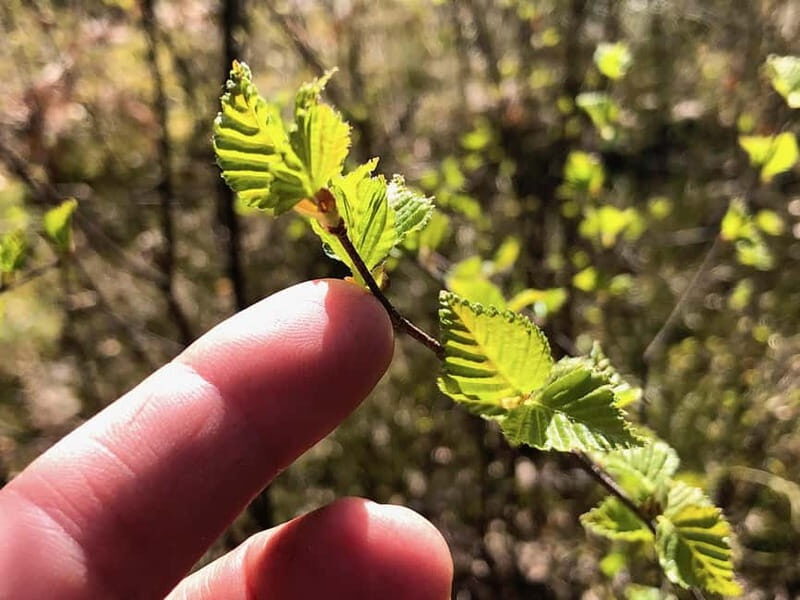 Forest Bathing in Stockholm nature with certified guide - The Value of This Forest Bathing Experience