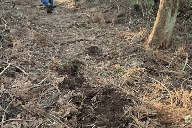 forest-bathing-in-temple-and-enjoy-onsen-with-healing-power